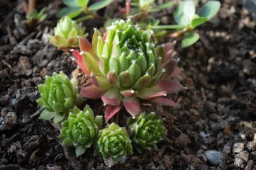 close up of a cactus