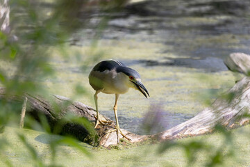 The  black-crowned night heron (Nycticorax nycticorax) on the hunt