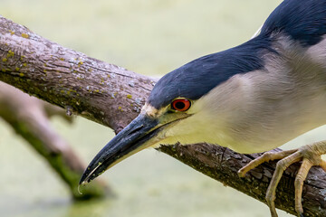 The  black-crowned night heron (Nycticorax nycticorax) on the hunt