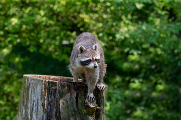 The raccoon ( Procyon lotor) in the park