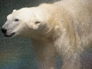 Рolar bear in zoo
