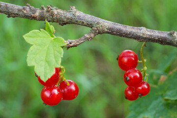 Bunches of red currants, close-up. Ripe red berries.