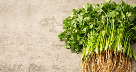 Bunch of coriander on marble background