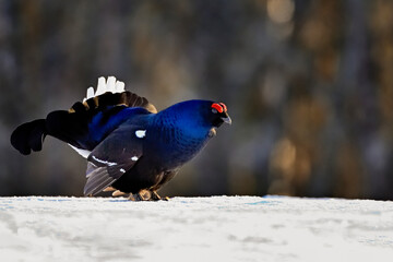 Black grouse is showing he's ready for mating games and accepting challenges from competing males.