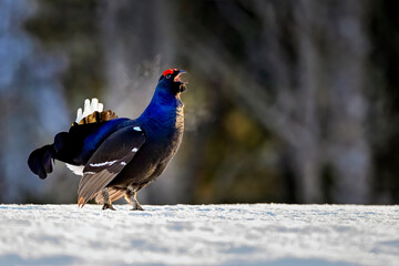 Black grouse is calling competitors to jousting..