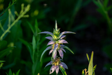 The common name spotted beebalm and horsemint (Monarda punctata ). Native Americas flower.