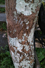 moldy log texture in the forest