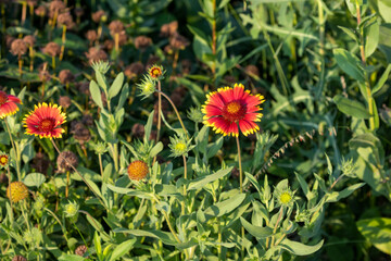 The flower - firewheel, Indian blanket, Indian blanketflower, or sundance (Gaillardia pulchella) is a North American species  plants in the sunflower family