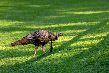 The wild turkey (Meleagris gallopavo) in the city park. The bird native to North America