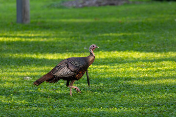 The wild turkey (Meleagris gallopavo) in the city park. The bird native to North America.