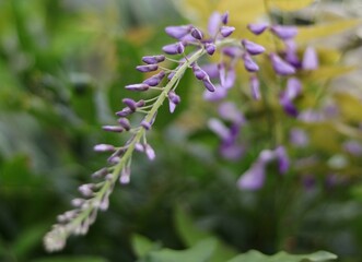 我が家の庭で、季節外れの藤の花が咲きました