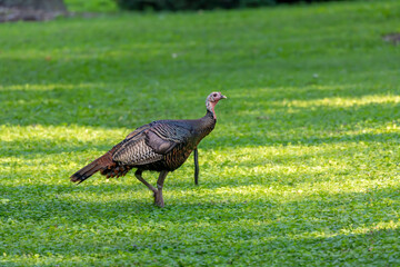 The wild turkey (Meleagris gallopavo) in the city park. The bird native to North America
