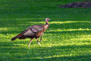 The wild turkey (Meleagris gallopavo) in the city park. The bird native to North America.