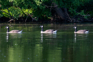 Naklejka na ściany i meble Flock of Canada geese (Branta canadensis) on the lake.