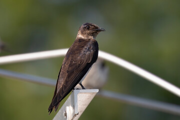 The purple martin ( Progne subis ) is the largest swallow in North America.