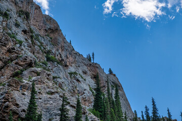 pine tree in the mountains