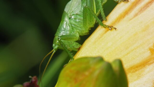 Close Up Of The Common Green Grasshopper Feeding On The Plant. 