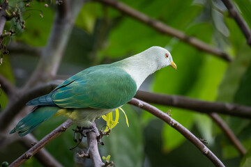 Ptilope de la Société - Ptilinopus purpuratus - Grey-green Fruit Dove