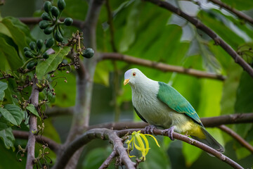 Ptilope de la Société - Ptilinopus purpuratus - Grey-green Fruit Dove