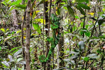 Parson’s Chameleon