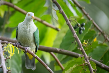 Ptilope de la Société - Ptilinopus purpuratus - Grey-green Fruit Dove - obrazy, fototapety, plakaty