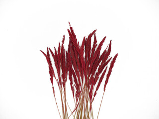 Naklejka premium red plant isolated on white