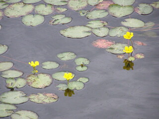 Water lily in the pond
