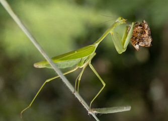 Predator Grasshopper feed his insect as natural  prey.
Yellow Colibri bird feeding her chick sitting at flower brach.