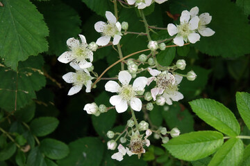 Netherlands. Flowers of the dunes in Voorne-Putten