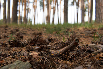 Fototapeta na wymiar Pine cones on a forest floor.