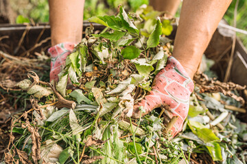man's hands sort through biological food waste on compost heap in his backyard. composting...