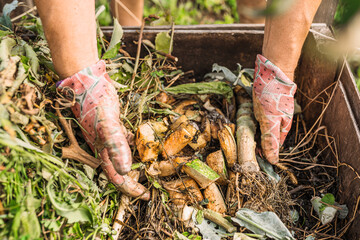 The hands of a man in gardening gloves sort through compost on a compost heap in the backyard of...