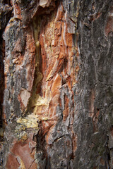 Close-up of damage on pine bark.