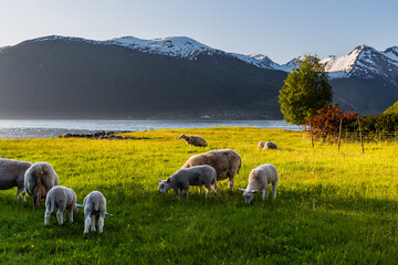 Fototapeta premium Fjordsheep