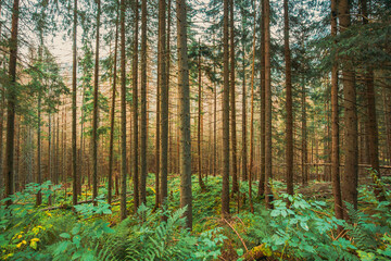 Tatra National Park, Poland. Summer Mountains Forest Landscape. Beautiful Tall Pine Woods. UNESCO's World Network of Biosphere Reserves
