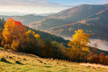 countryside rural landscape in autumn. trees in colorful foliage on rolling hills. hazy scenery in morning light. nature beauty of carpathian mountains