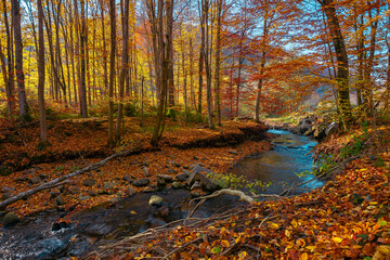 mountain river in the autumn forest. wonderful nature scenery in morning light. trees in colorful foliage and stones on the shore covered in fallen leaves. water flows down in the ravine