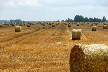 Plakat landscape with straw rolls on a fallow field, late summer in nature