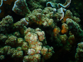 Hedgehog coral has a bright color and rough skin. Spiny plate coral. blue chalice coral. Echinopora lamellosa.
