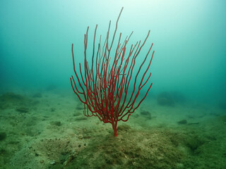 red Sea Whip and Turquoise water is green. Menella sp.