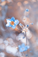 Piękny kwiat zawilec japoński. Kolorowe kwiaty anemonów kwitnących latem w ogrodzie. Rośliny ozdobne. Delikatne płatki zawilca. Rozmyte pastelowe tło. - obrazy, fototapety, plakaty