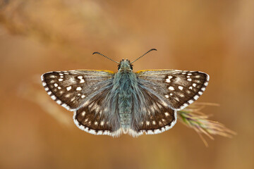tiny butterfly with full wing top open, Pyrgus cinarae
