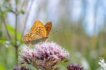 Male silver-washed fritillary butterfly (Argynnis paphia) is taking a sunbath.