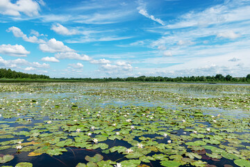 aquatic vegetation at the river bank on a sunny summer day, the lotus background photo is very...