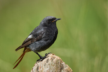 Small black redstart sits on a tree stump