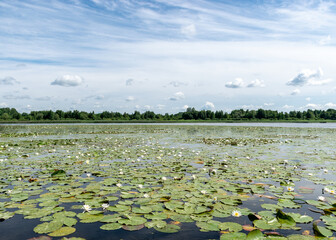 aquatic vegetation at the river bank on a sunny summer day, the lotus background photo is very...