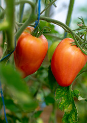 tomatoes of different shapes and sizes, film greenhouse, gardening as a hobby, autumn harvest time