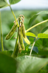 Soybean pods on the stem. Young plant of varietal soybean in the field during active growth of crops. Selective focus.