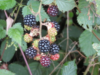 blackberry delicious affordable nutritious tasty natural fruit