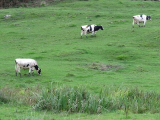 beautiful cows meadows pasture animals herbivorous farm